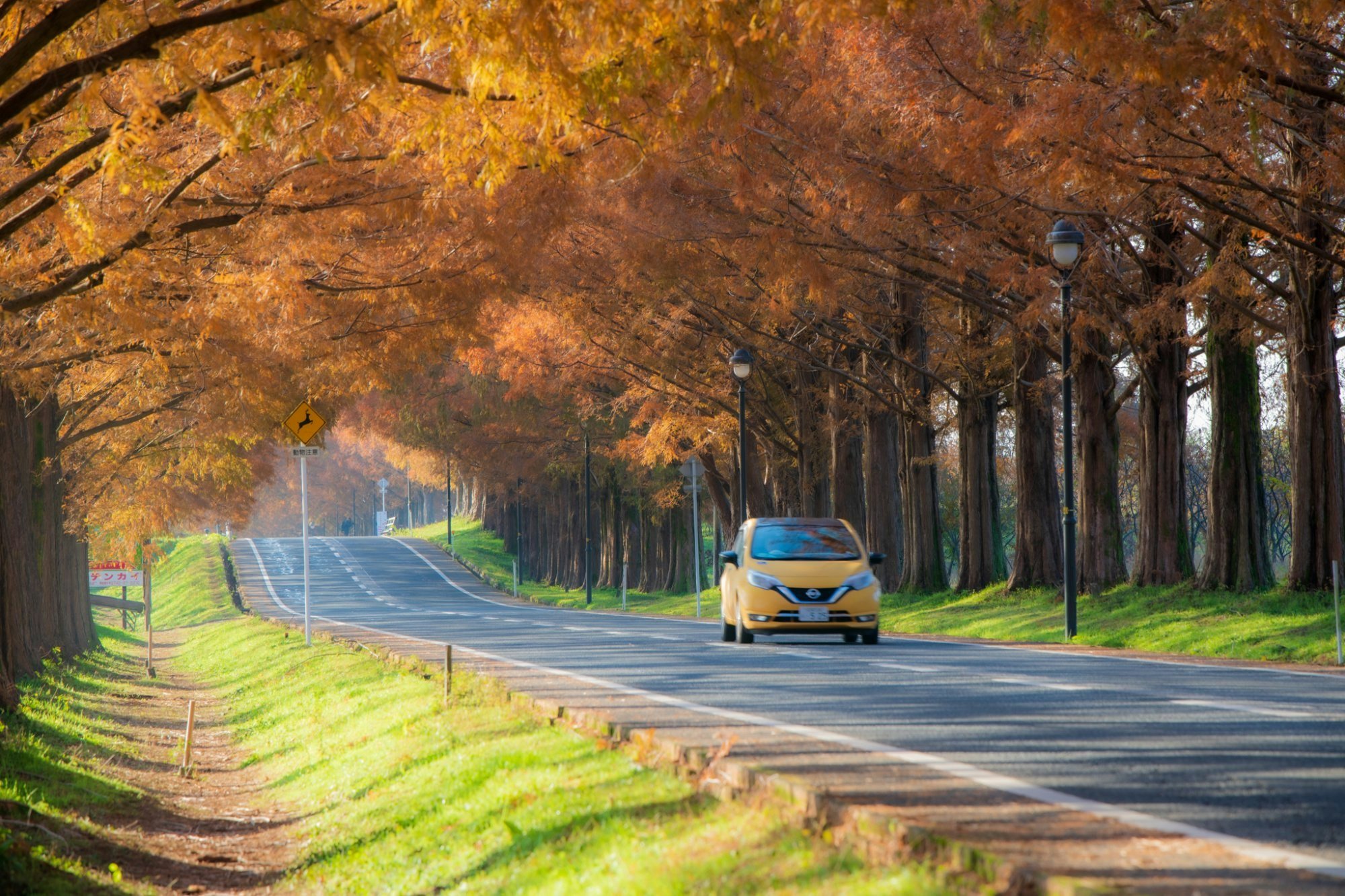 🌳 다카시마시 농업공원 마키노 픽랜드 (다카시마시 노교코엔 마키노 픽쿠란도) 이미지 7